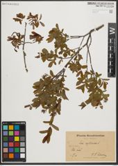 Foto von Salix myrtilloides L.